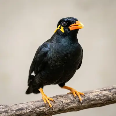 Mynah (Sığırcık)