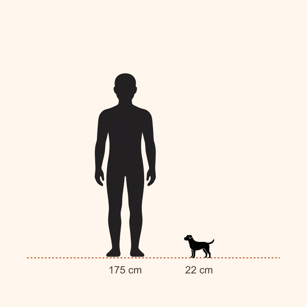 Brussels Griffon için yaklaşık boy karşılaştırması