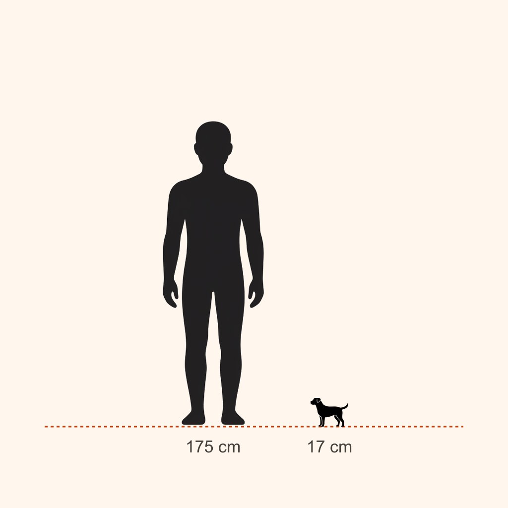 Chihuahua için yaklaşık boy karşılaştırması