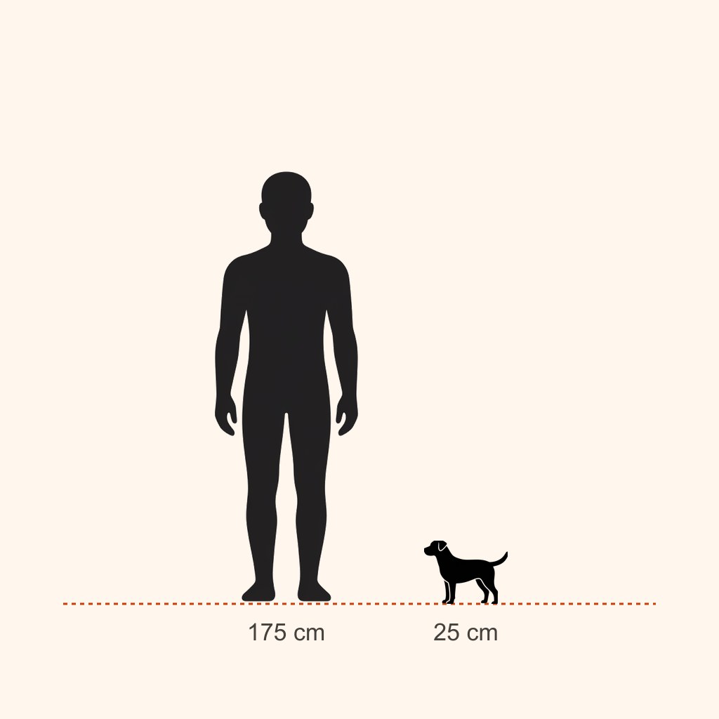 Coton de Tulear için yaklaşık boy karşılaştırması