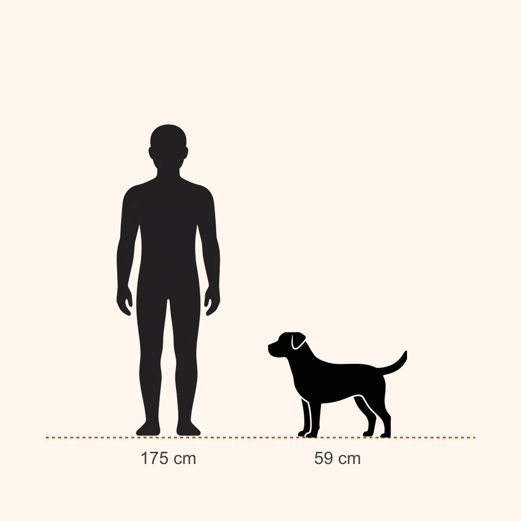 Labrador Retriever için yaklaşık boy karşılaştırması