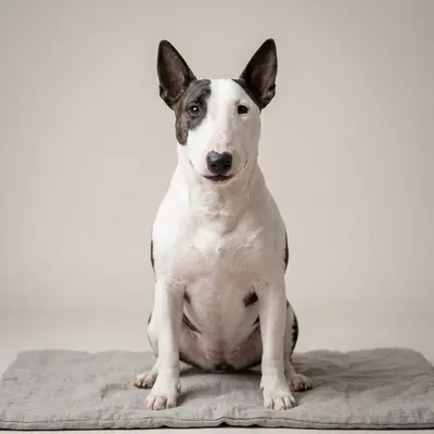 Miniature Bull Terrier