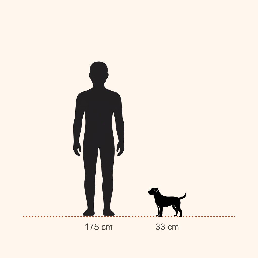 Miniature Schnauzer için yaklaşık boy karşılaştırması