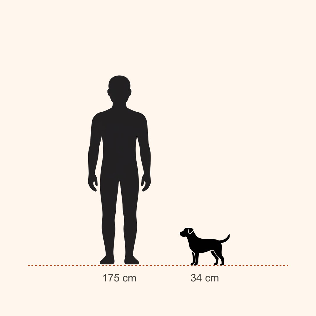 Norwegian Lundehund için yaklaşık boy karşılaştırması