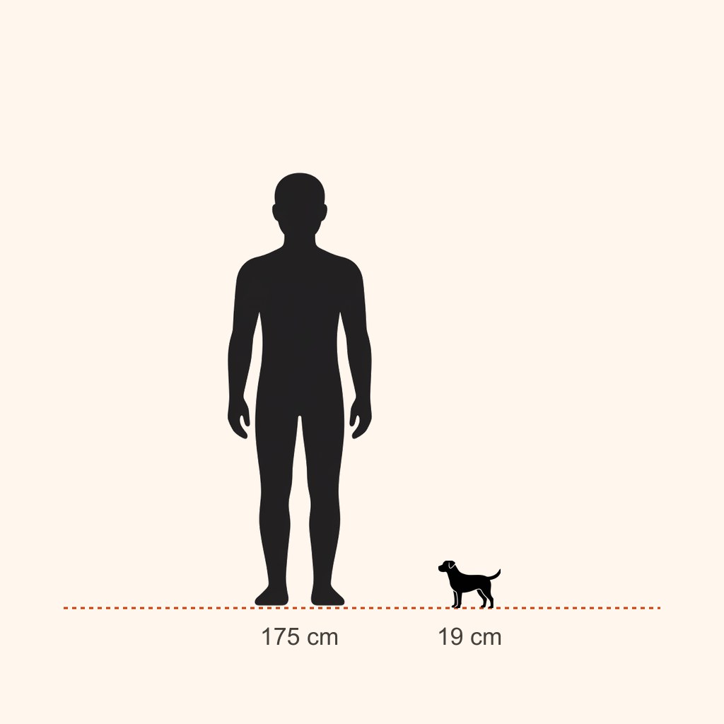Pekingese için yaklaşık boy karşılaştırması