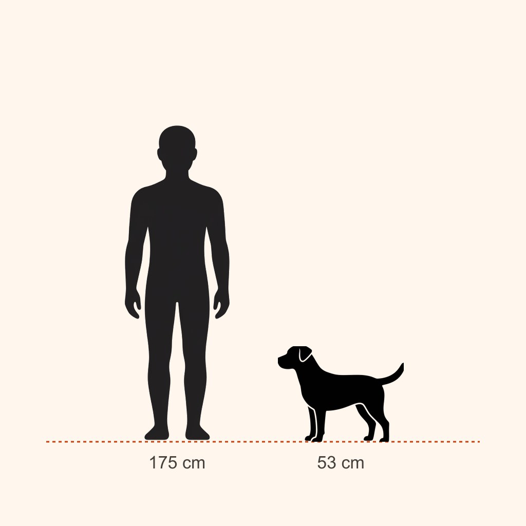 Portuguese Pointer için yaklaşık boy karşılaştırması