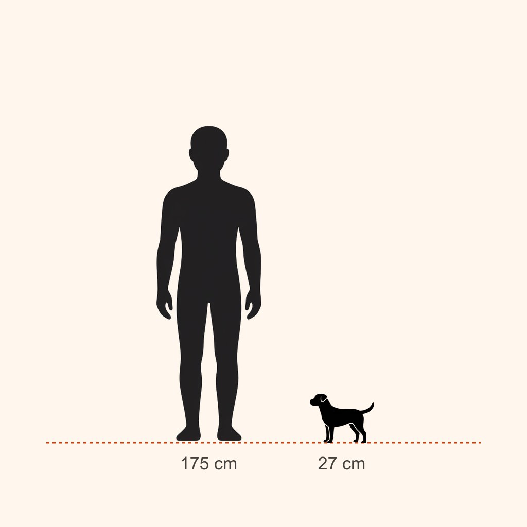 Scottish Terrier için yaklaşık boy karşılaştırması