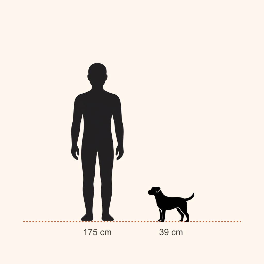 Welsh Terrier için yaklaşık boy karşılaştırması